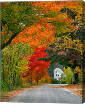 Framed Road lined in fall color, Andover, New England, New Hampshire Print