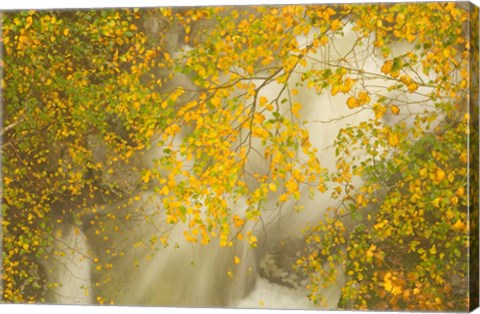 Framed New Hampshire; Lincoln; Franconia Notch flora Print