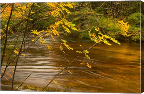 Framed New Hampshire, White Mountain National Forest River Print