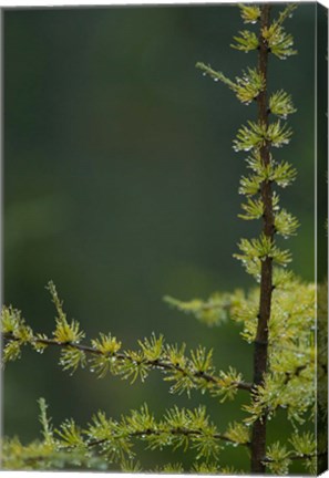 Framed Tamarack Tree Branch and Needles, White Mountain National Forest, New Hampshire Print