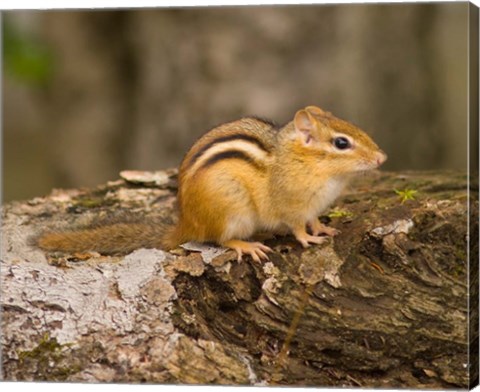 Framed New Hampshire; Lincoln; Franconia Notch SP, Chipmunk Print