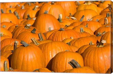 Framed Pumpkins in Concord, New Hampshire Print