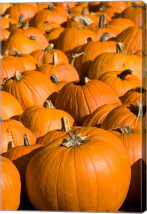 Framed Pumpkins in the city of Concord, New Hampshire Print