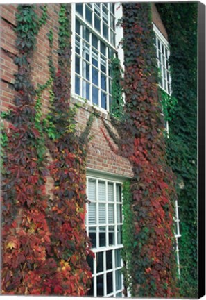 Framed Hanover Ivy on Dartmouth College Building, New Hampshire Print