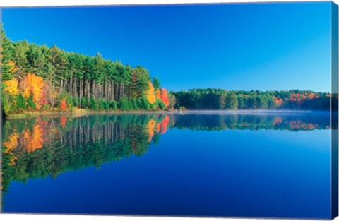 Framed White Pines and Hardwoods, Meadow Lake, New Hampshire Print