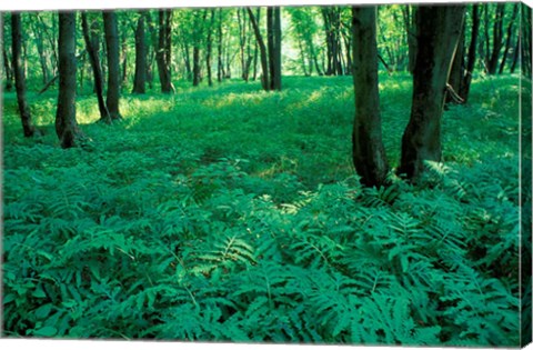 Framed Sensitive Ferns and Silver Maples, Floodplain Forest, Upper Merrimack River, New Hampshire Print