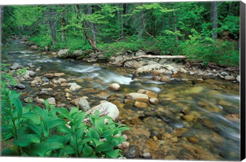 Framed False Hellebore, Lyman Brook, The Nature Conservancy&#39;s Bunnell Tract, New Hampshire Print