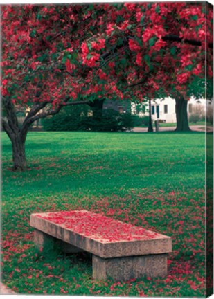 Framed Crab Apple Trees in Prescott Park, New Hampshire Print