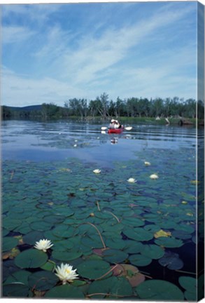 Framed Fragrant Water Lily, Kayaking on Umbagog Lake, Northern Forest, New Hampshire Print