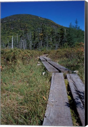 Framed Tamarack Bog Bridge on the Lonesome Lake Trail, New Hampshire Print