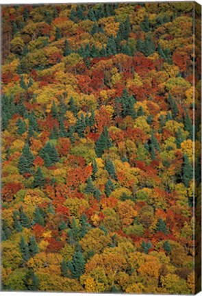 Framed Fall Foliage on the Slopes of Mt Lafayette, White Mountains, New Hampshire Print