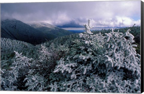 Framed Snow Coats the Boreal Forest on Mt Lafayette, White Mountains, New Hampshire Print