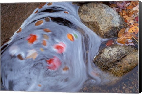 Framed Leaves Swirl in Zealand Falls, Appalachian Trail, White Mountains, New Hampshire Print