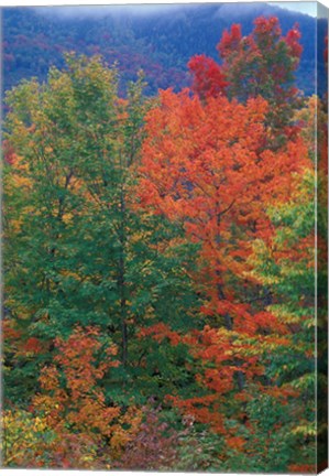 Framed Northern Hardwood Forest, New Hampshire Print