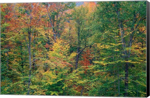 Framed Fall in Northern Hardwood Forest, New Hampshire Print