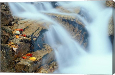 Framed Pearl Cascade on the Avalon Trail, New Hampshire Print