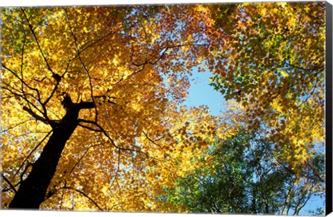 Framed Greeley Ponds Trail, New Hampshire Print