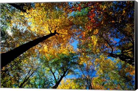 Framed Northern Hardwood Forest, New Hampshire Print