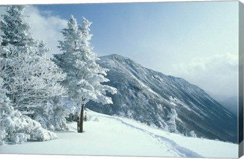 Framed Snow Covered Trees and Snowshoe Tracks, White Mountain National Forest, New Hampshire Print