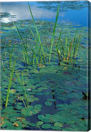 Framed Water Lilies, New Hampshire Print