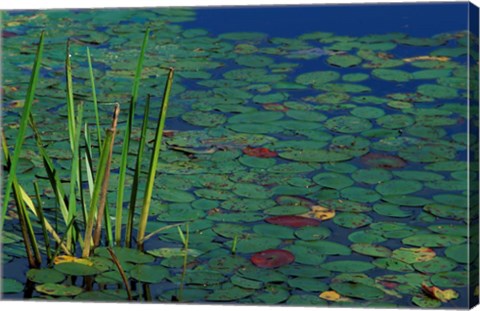 Framed Pond Water Lilies, Brookline, New Hampshire Print