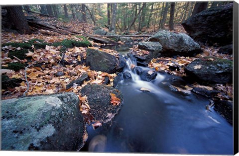 Framed Great Brook Trail in Late Fall, New Hampshire Print
