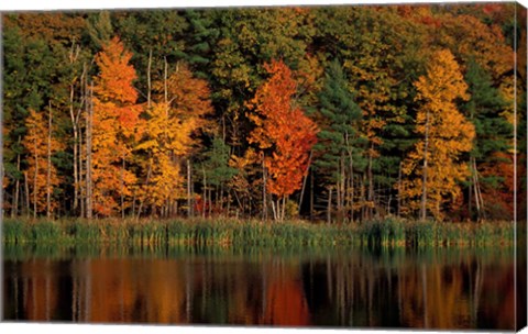 Framed Wetlands in Fall, Peverly Pond, New Hampshire Print