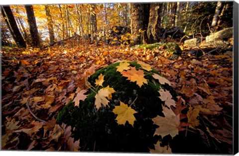 Framed Sugar Maple Leaves on Mossy Rock, Nature Conservancy&#39;s Great Bay Properties, New Hampshire Print