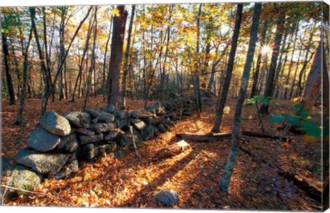 Framed Stone Wall, Nature Conservancy Land Along Crommett Creek, New Hampshire Print