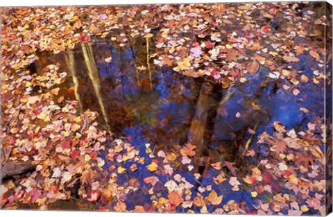 Framed Fall Leaves and Reflections, Nature Conservancy Land Along Crommett Creek, New Hampshire Print