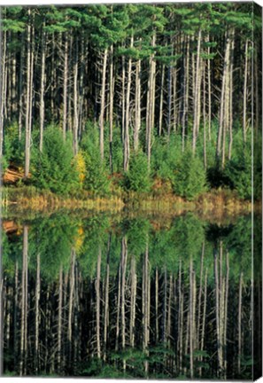 Framed Eastern White Pines in Meadow Lake, Headwaters to the Lamprey River, New Hampshire Print