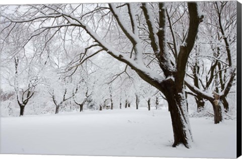 Framed Snow-Covered Maple Trees in Odiorne Point State Park in Rye, New Hampshire Print