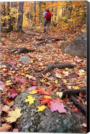 Framed Hiking Sugarloaf Trail, White Mountain National Forest, Twin Mountain, New Hampshire Print