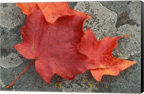 Framed Sugar Maple Foliage in Fall, Rye, New Hampshire Print