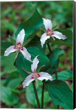 Framed Painted Trillium, Waterville Valley, White Mountain National Forest, New Hampshire Print