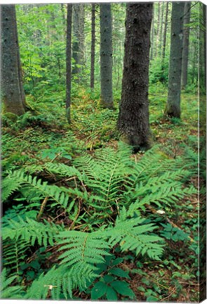 Framed Ferns in the Understory of a Lowland Spruce-Fir Forest, White Mountains, New Hampshire Print