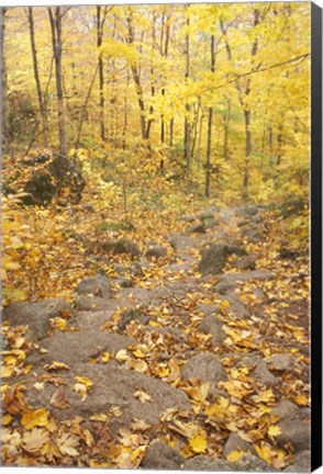 Framed Rock Stairs on the Sugarloaf Trail, White Mountain National Forest, New Hampshire Print