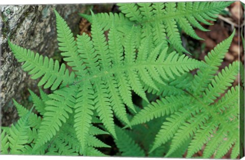 Framed Long Beech Fern, White Mountains National Forest, Waterville Valley, New Hampshire Print