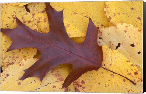 Framed Northern Red Oak Leaf in Fall, Sandy Point Trail, New Hampshire Print