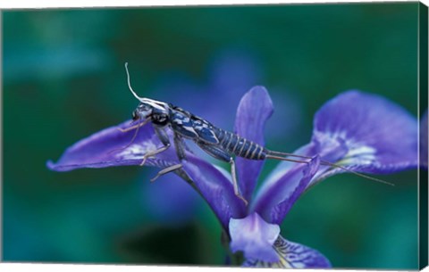 Framed Blue Flag with Caddis Fly Exoskeleton, Androscoggin River, Errol, New Hampshire Print