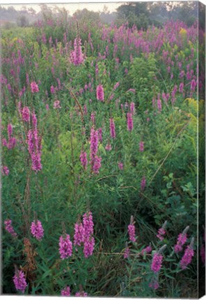 Framed Purple Loosestrife, Invasive Alien Plant, Portsmouth, New Hampshire Print