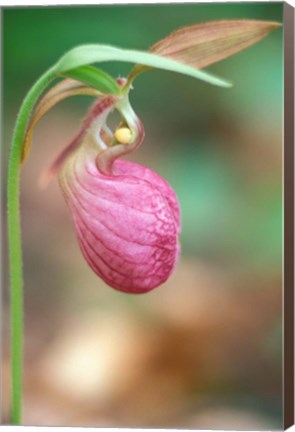 Framed Pink Lady&#39;s Slipper near Woodman Brook, Durham, New Hampshire Print