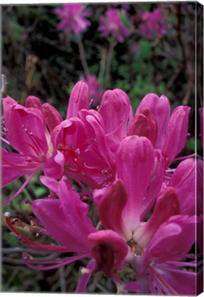 Framed Rhododendron, Old Bridle Path, White Mountains National Forest, New Hampshire Print