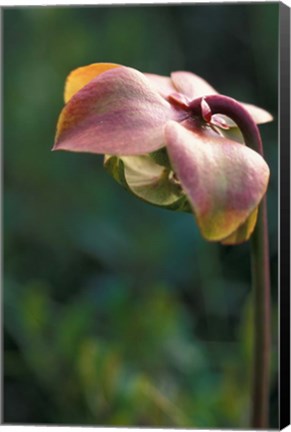 Framed Flowering Pitcher Plant in a Bog, Cherry Pond, Jefferson, New Hampshire Print
