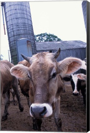 Framed Jersey Cow at the Hurd Farm in Hampton, New Hampshire Print