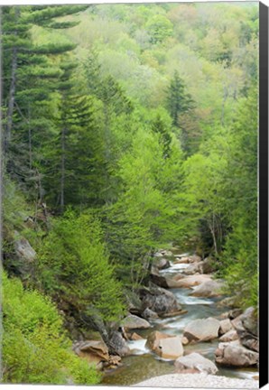 Framed Spring on the Pemigewasset River, Flume Gorge, Franconia Notch State Park, New Hampshire Print