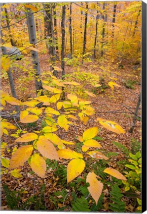 Framed Northern Hardwood Forest, New Hampshire Print