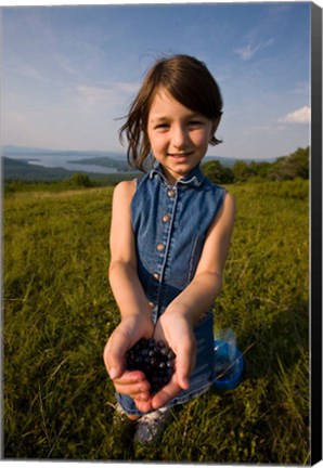 Framed Blueberries, Alton, New Hampshire Print