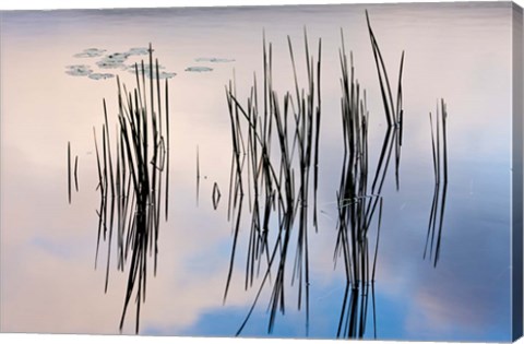 Framed Lily pads and cattails grow in Gilson Pond, Monadanock State Park, New Hampshire Print