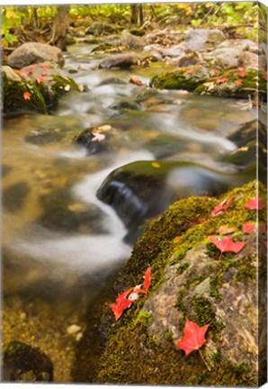 Framed stream in fall, Grafton, New Hampshire Print